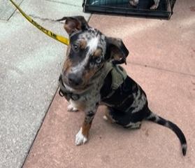Mojave, an adoptable mixed breed in Longwood, FL image 5/5
