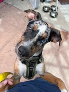 Mojave, an adoptable mixed breed in Longwood, FL image 4/5