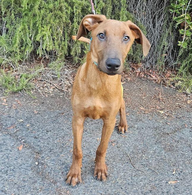 Jojo, Adoptable, Young Male Rhodesian Ridgeback & Labrador Retriever.