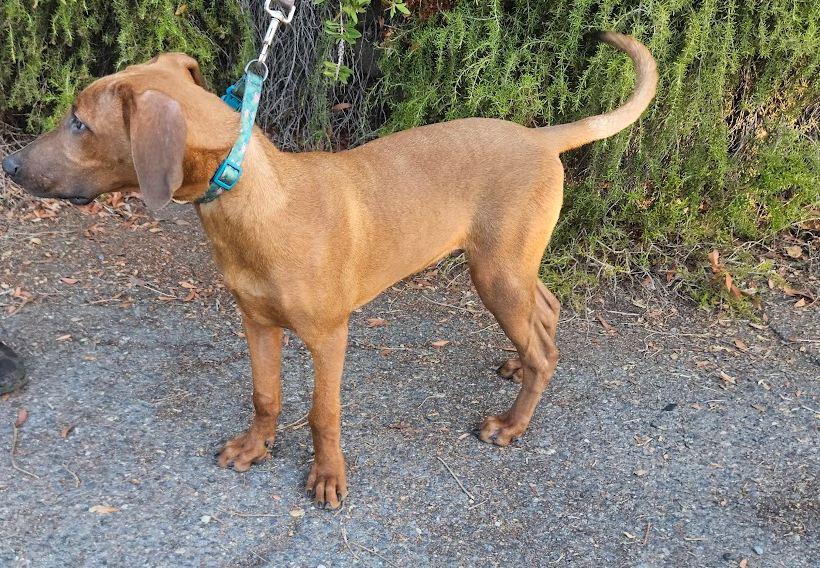 Jojo, a Adoptable mixed breed in Escondido, CA image 2/2