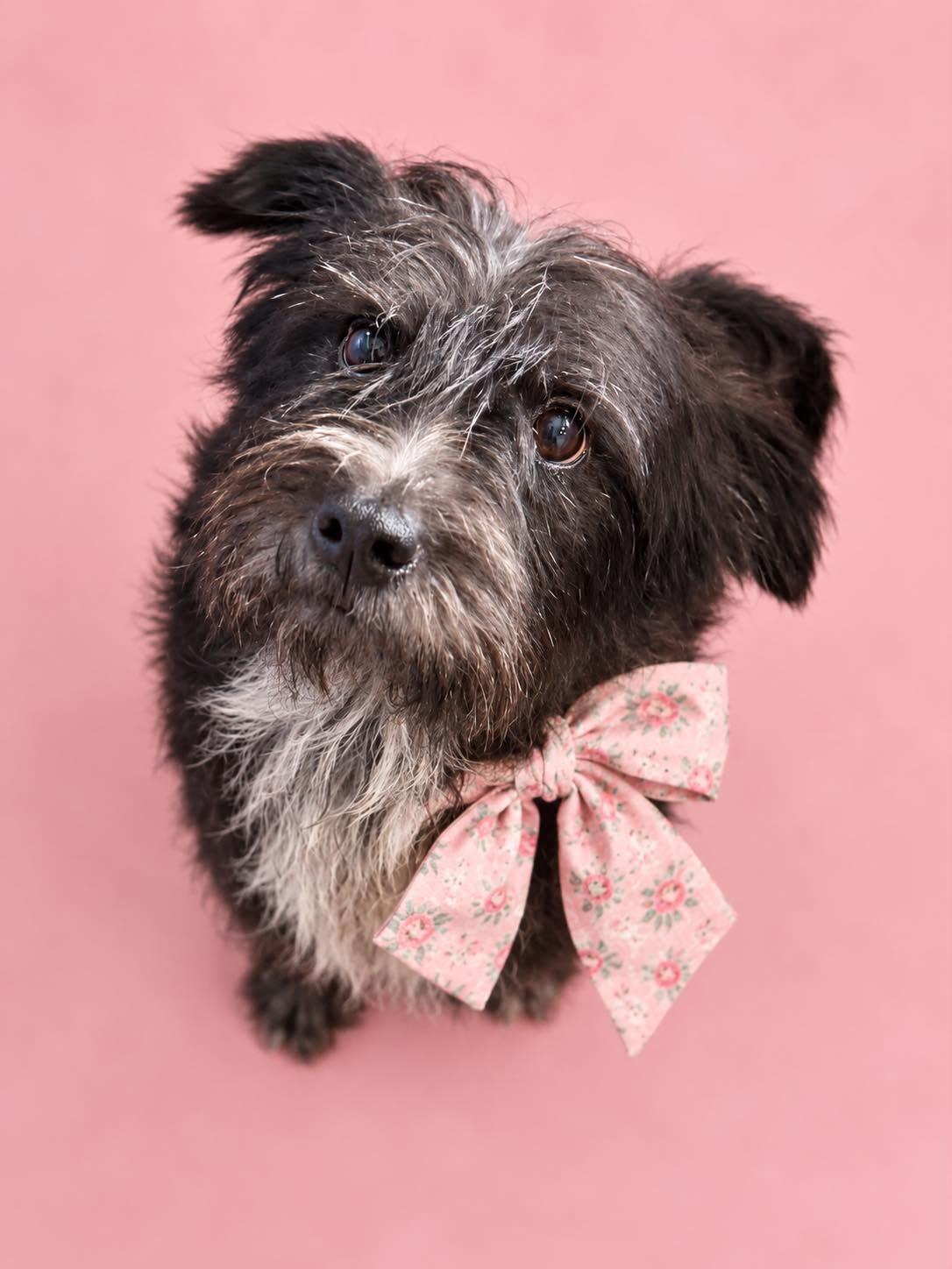 Amara, Adoptable, Adult Female Miniature Schnauzer & Cairn Terrier.