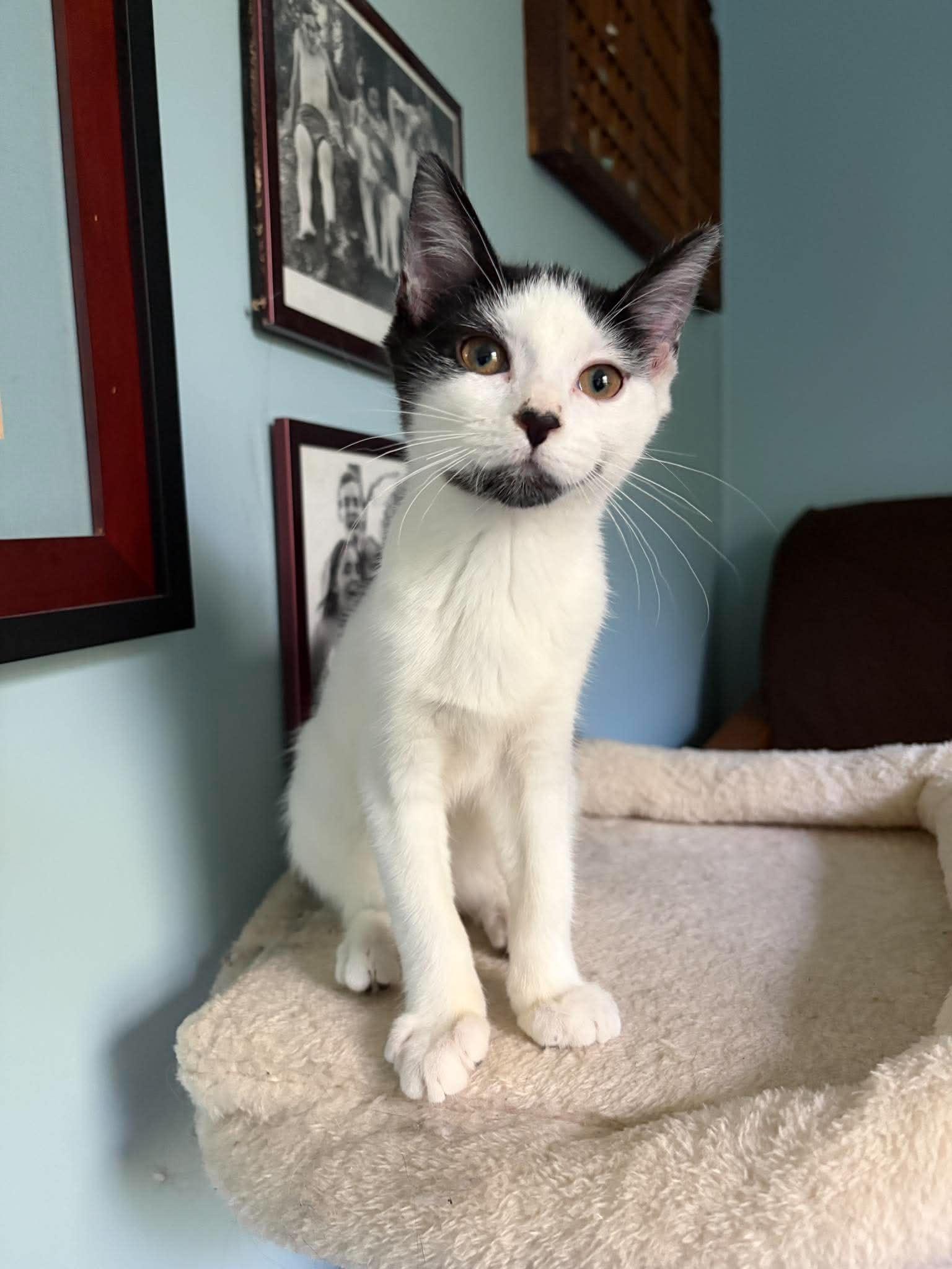 Gherkin AND Dilly, a Adopted Domestic Short Hair in Gonic, NH image 1/3