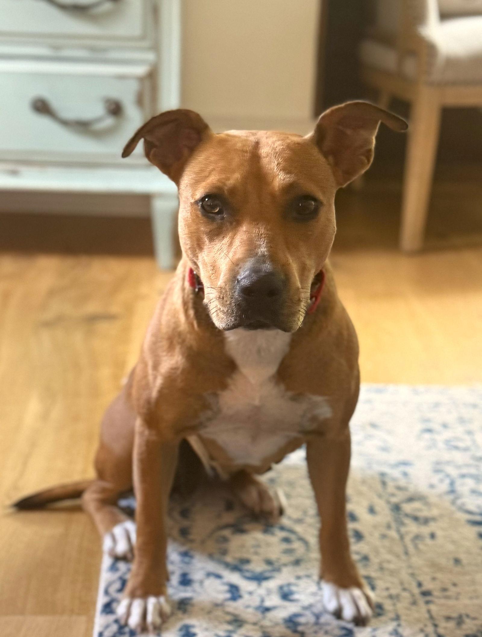 Dory - ADOPTED!!, Adopted, Young Female American Staffordshire Terrier.