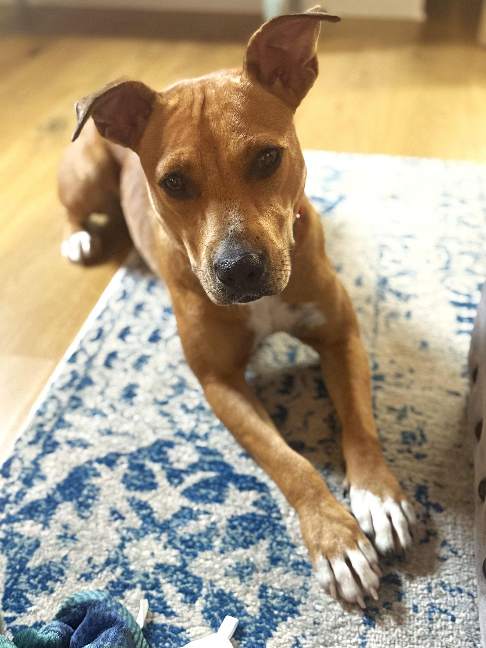 Dory - ADOPTED!!, a Adopted American Staffordshire Terrier in Arlington, VA image 2/3