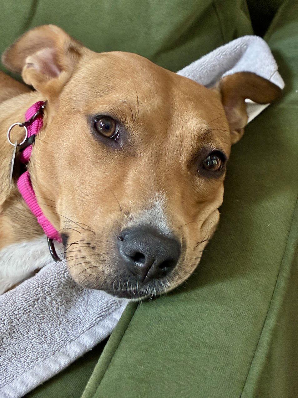 Dory - ADOPTED!!, a Adopted American Staffordshire Terrier in Arlington, VA image 3/3