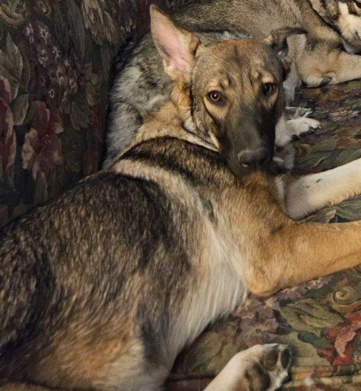 Enlarge Sadie, a Adoptable mixed breed in Templeton, CA image 1/4