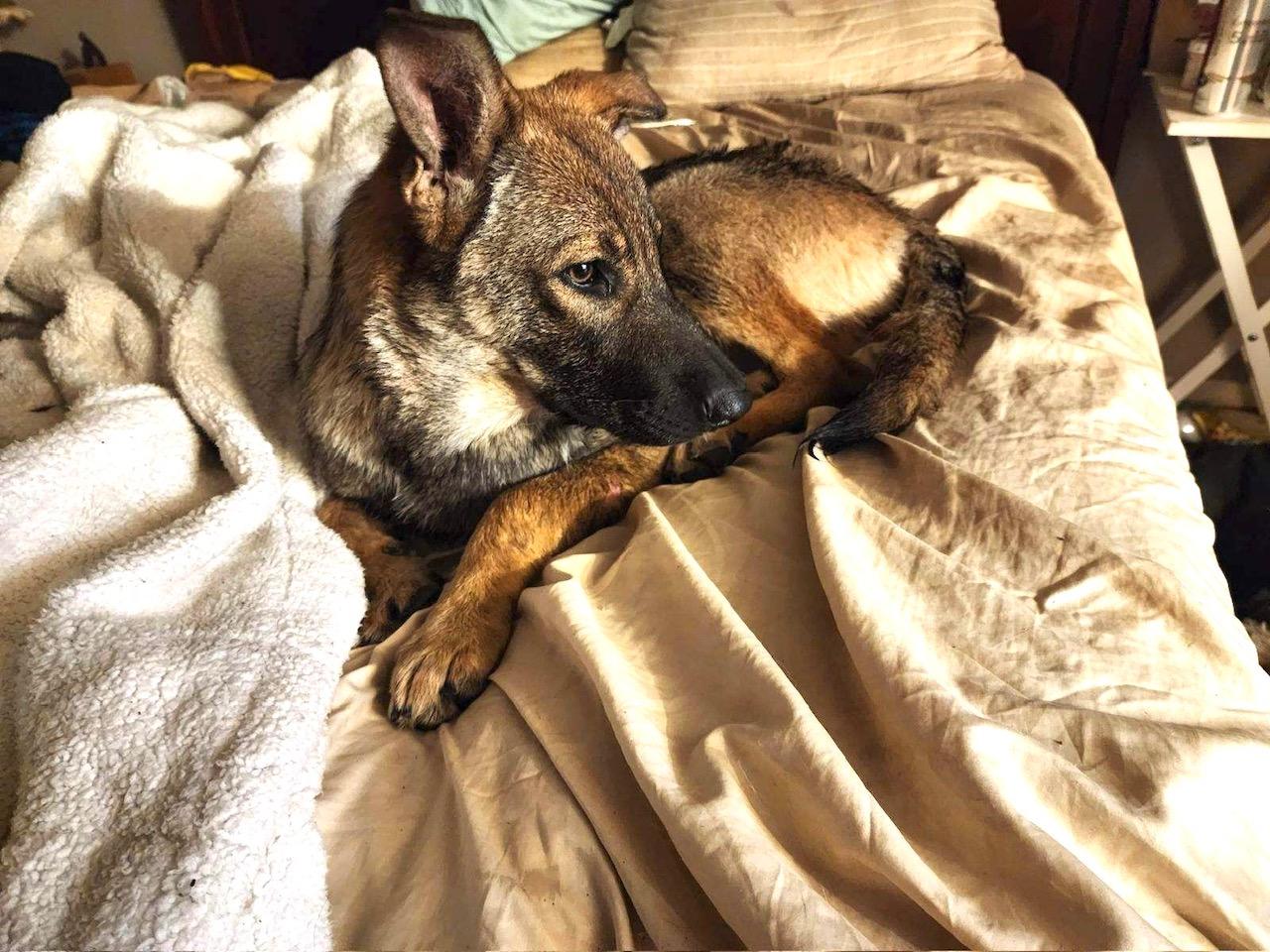 Enlarge Sadie, a Adoptable mixed breed in Templeton, CA image 2/4