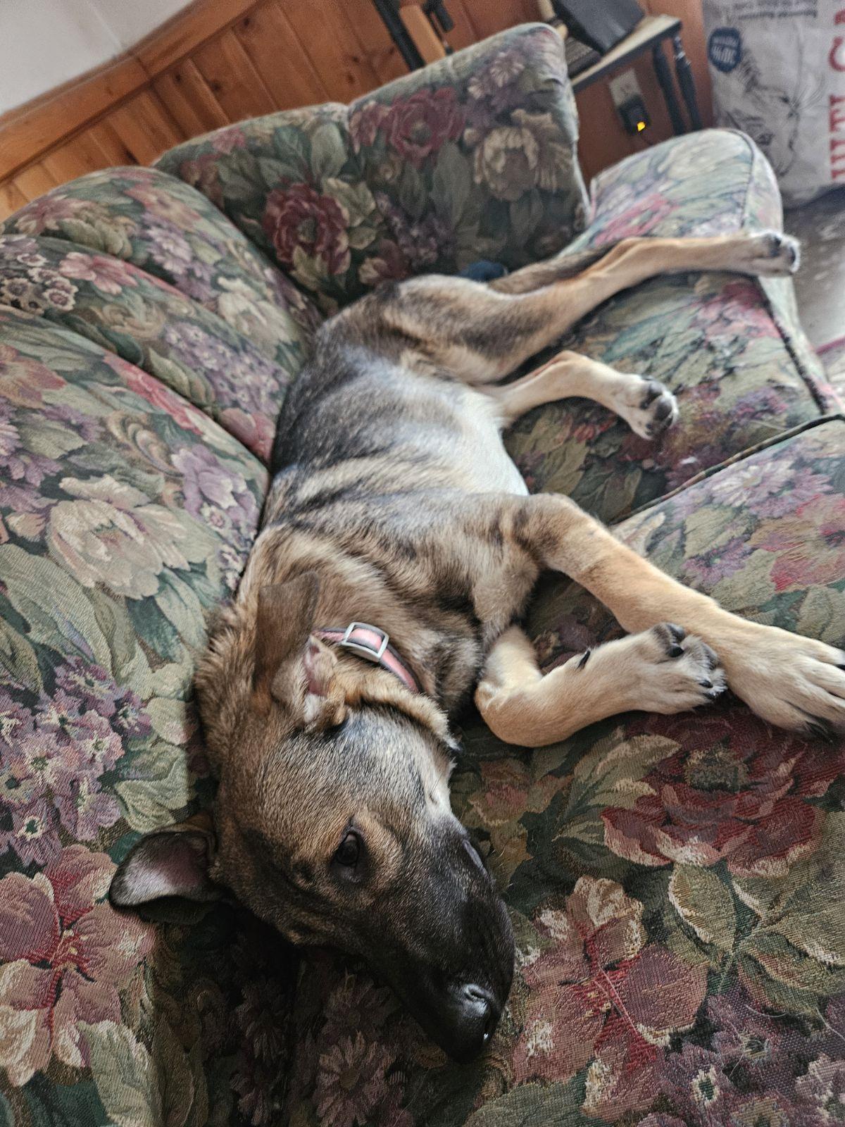 Sadie photo 4