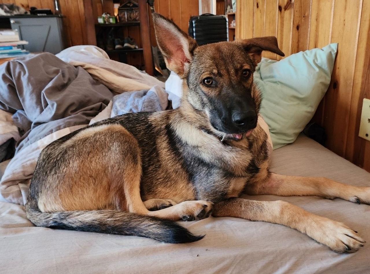 Enlarge Sadie, a Adoptable mixed breed in Templeton, CA image 4/4