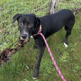Ducky, ADOPTABLE, Adult Male Mixed Breed.
