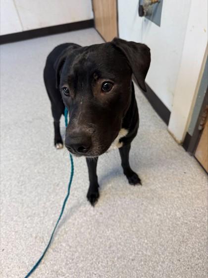 Ducky, ADOPTABLE, Adult Male Mixed Breed.