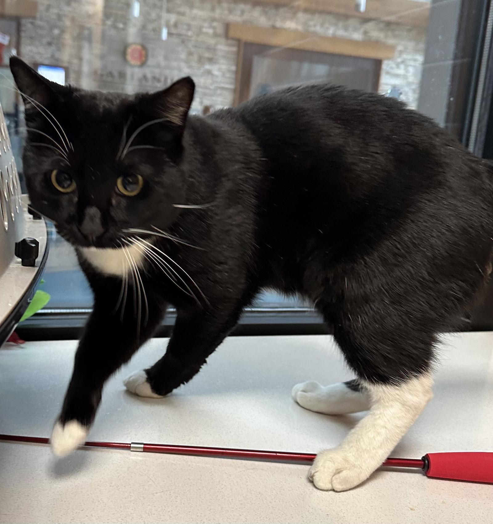 Enlarge Collin, a Adoptable Domestic Short Hair in Rowlett, TX image 1/3