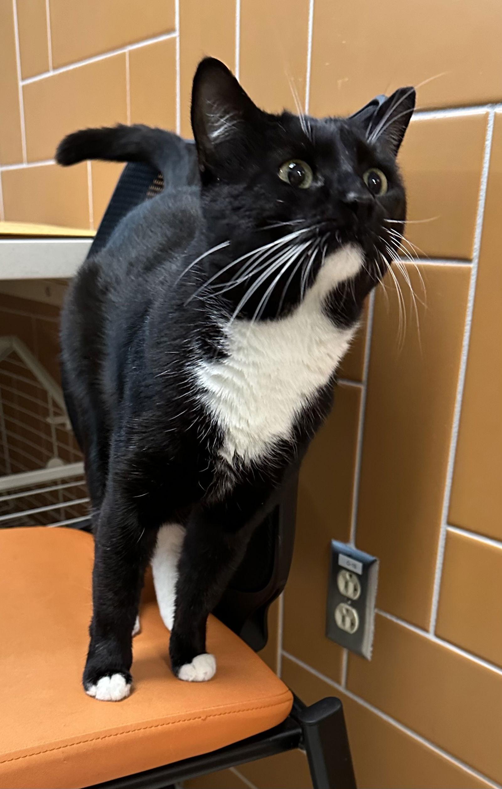 Enlarge Collin, a Adoptable Domestic Short Hair in Rowlett, TX image 2/3