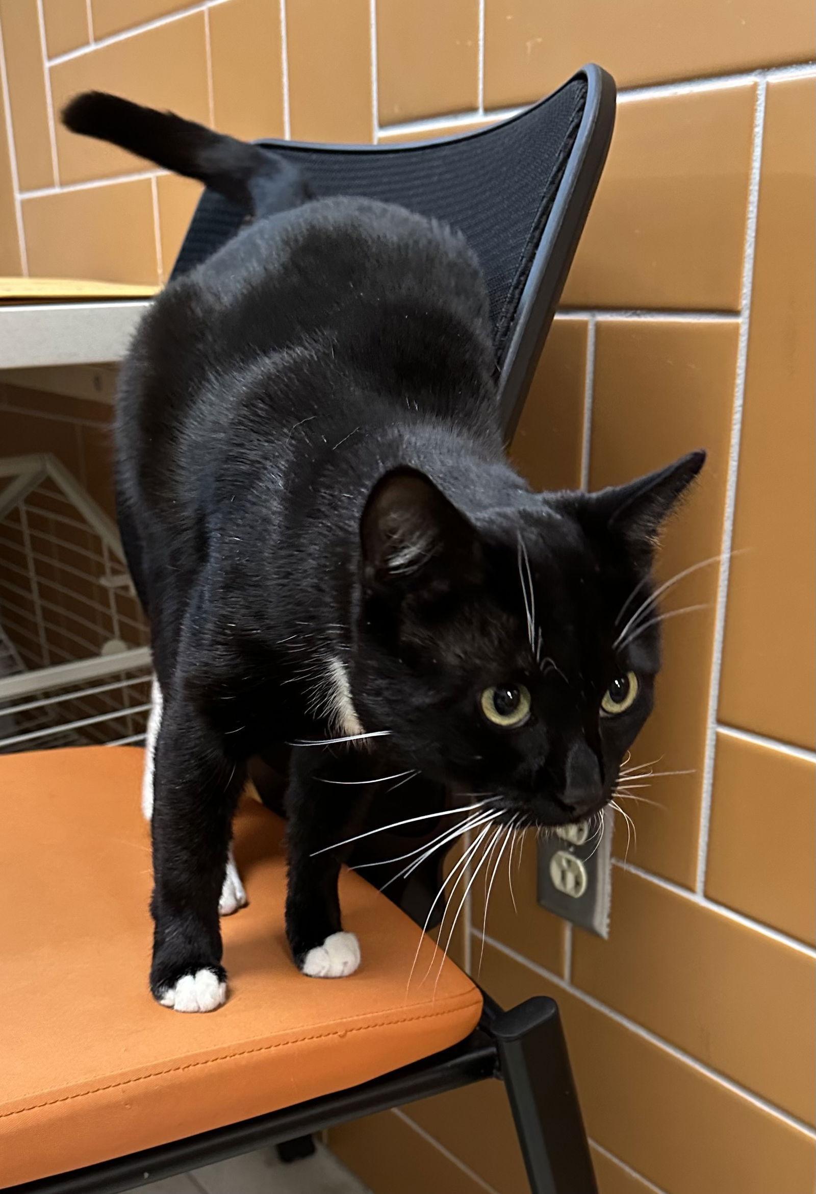 Enlarge Collin, a Adoptable Domestic Short Hair in Rowlett, TX image 3/3