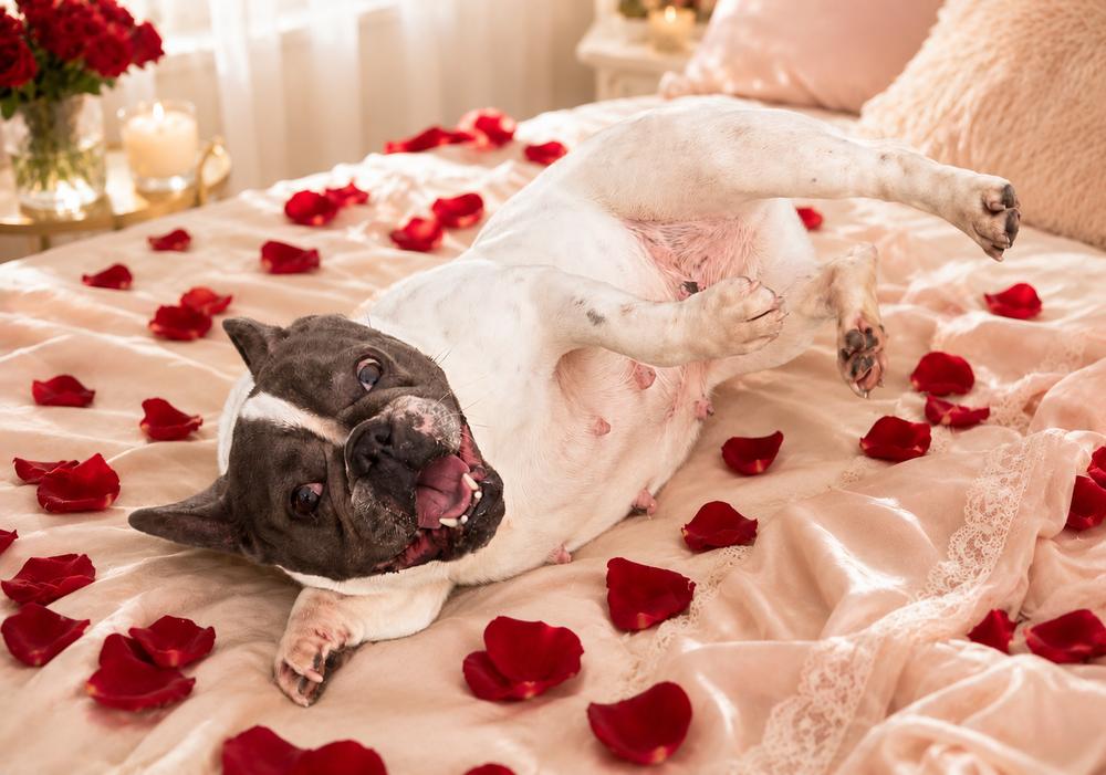 Molly, Adoptable, Adult Female French Bulldog.