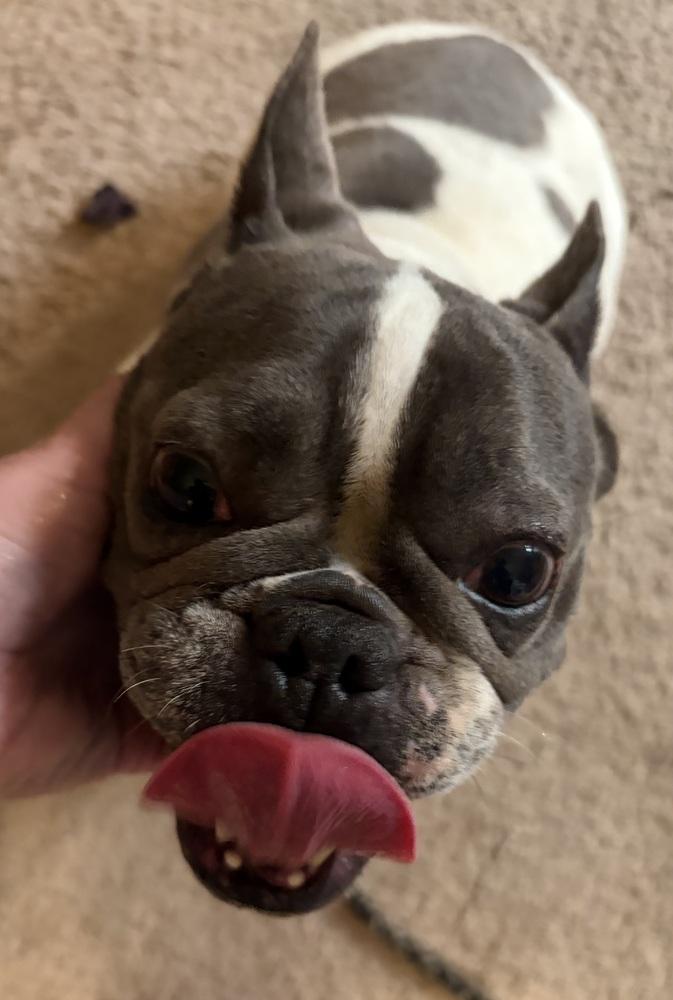 Enlarge Molly, a Adoptable French Bulldog in Jefferson Hills, PA image 2/2