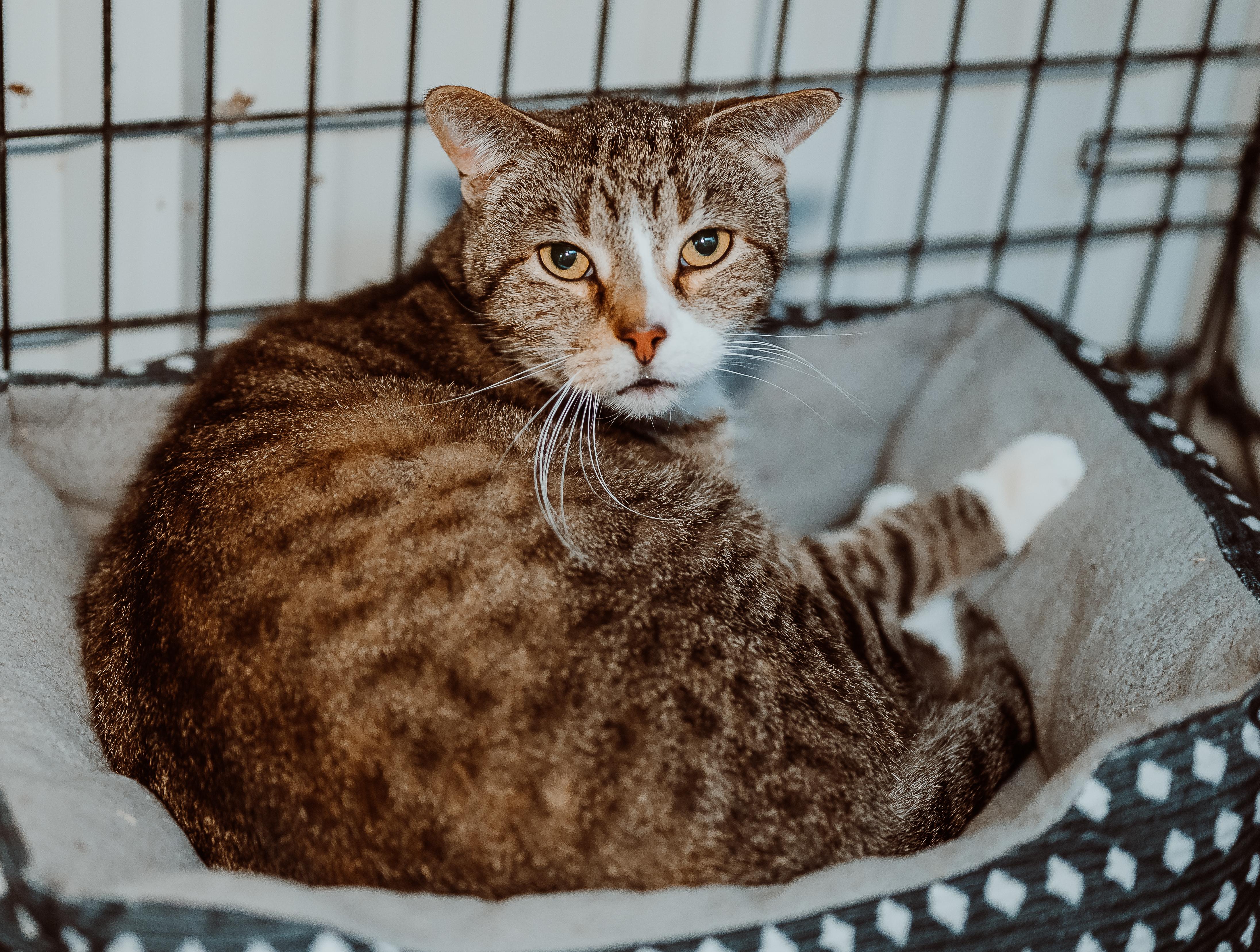 Enlarge Abercrombie, a ADOPTABLE Tabby in Le Mars, IA image 1/1