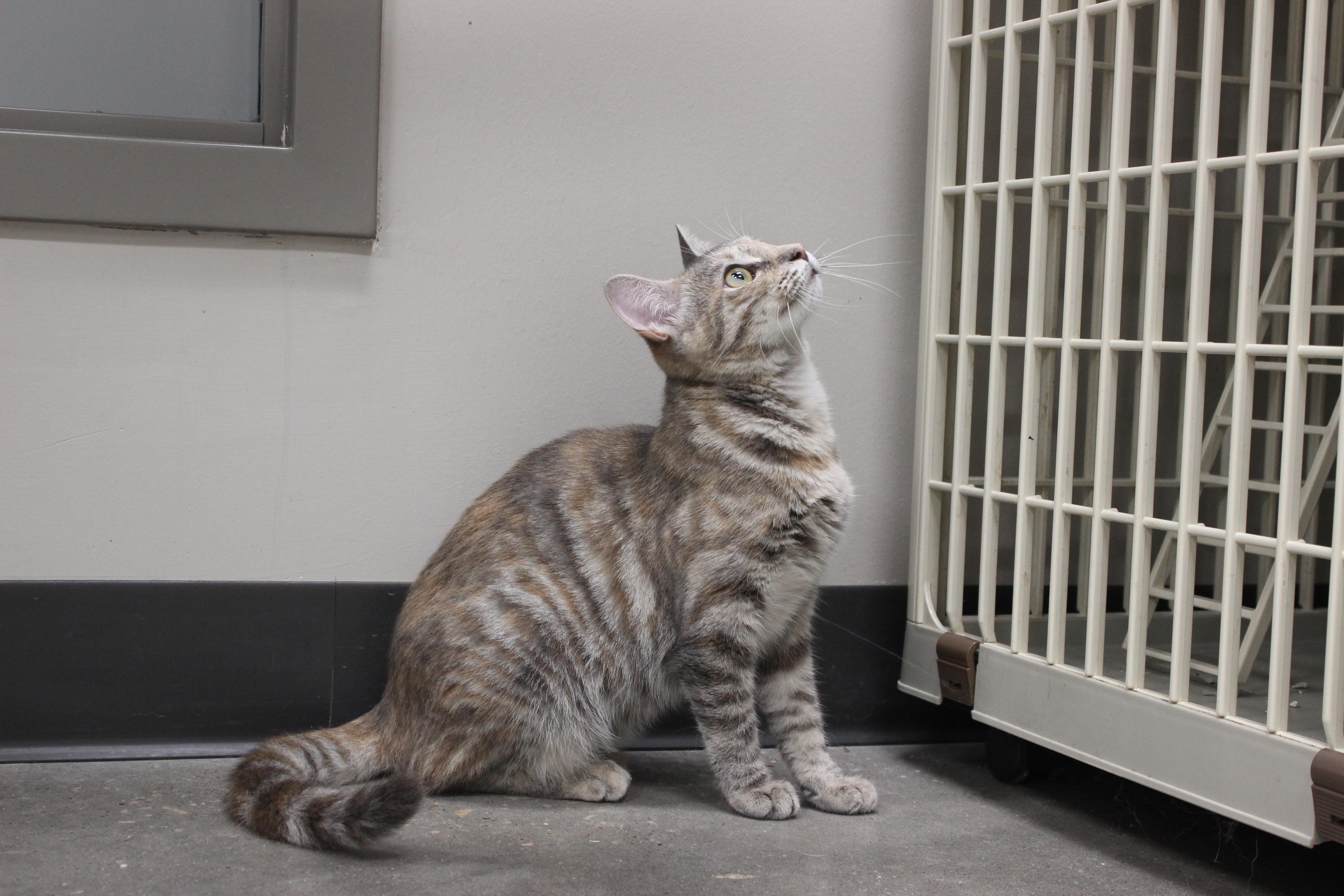 Luella Breeze, Adoptable, Young Female Tabby & Domestic Short Hair.