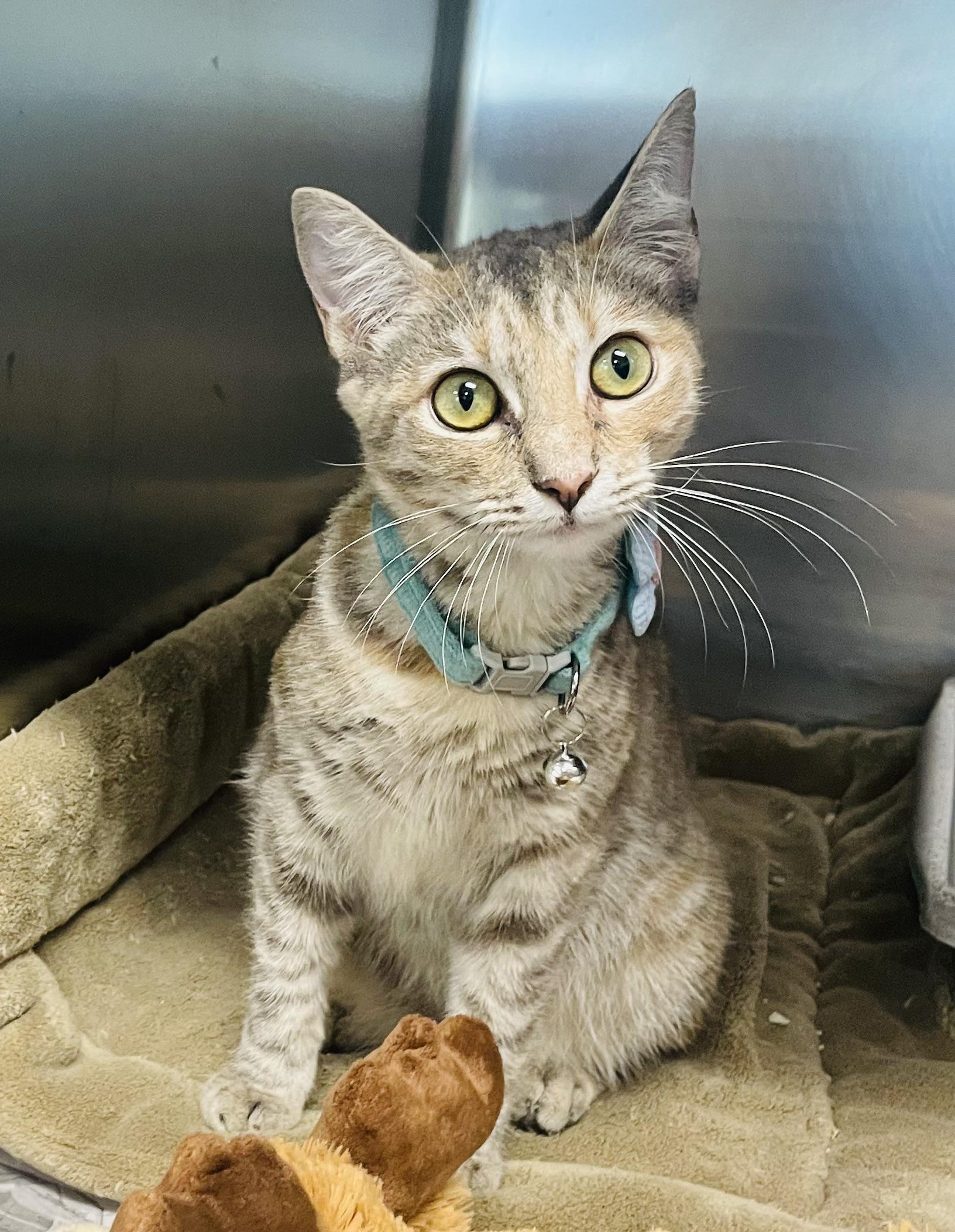 Enlarge Luella Breeze, a Adoptable mixed breed in Seabrook, TX image 3/5