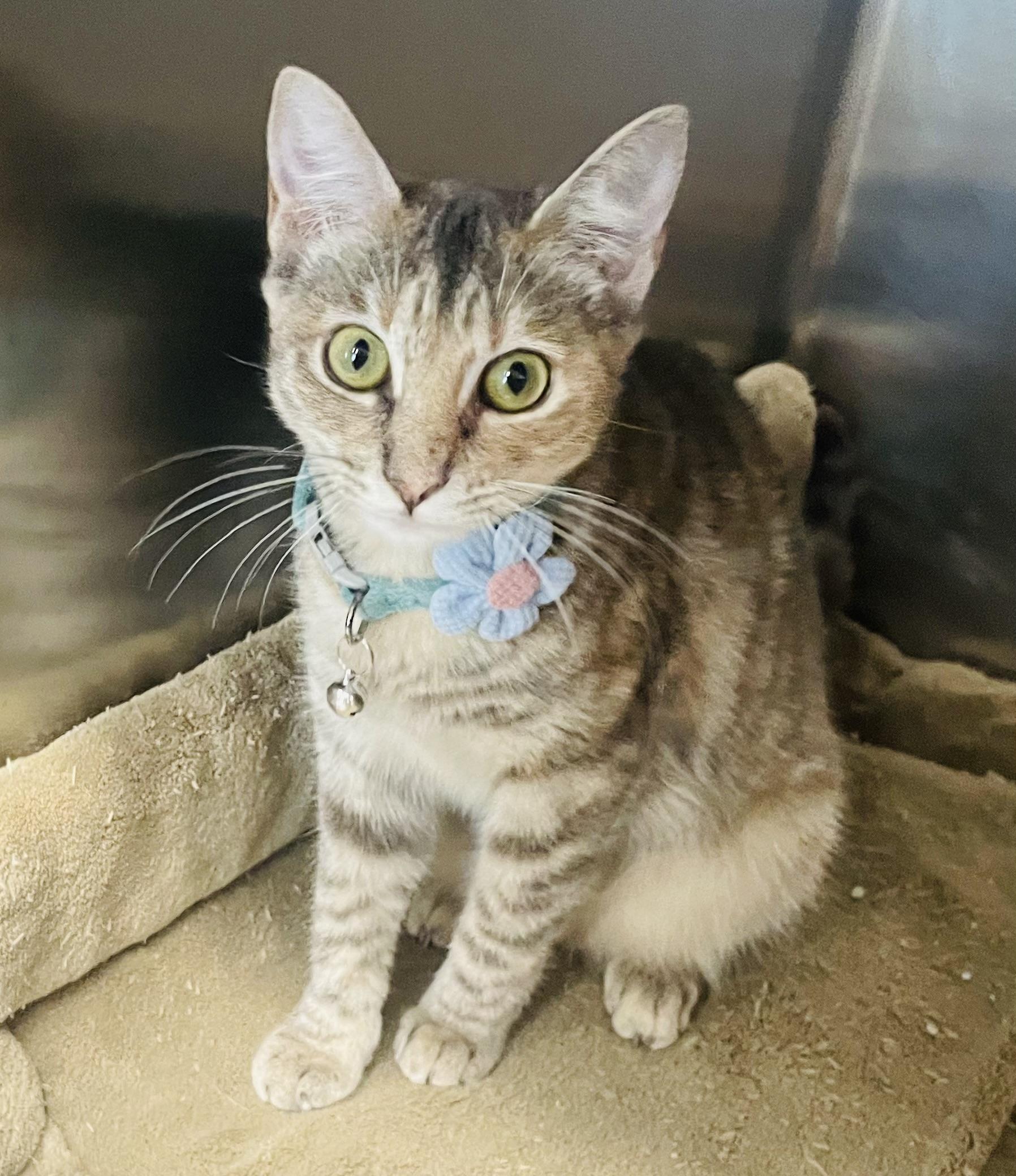 Enlarge Luella Breeze, a Adoptable mixed breed in Seabrook, TX image 4/5