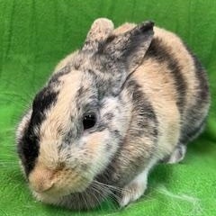 Tigris, a Adoptable mixed breed in Haltom City, TX image 2/4