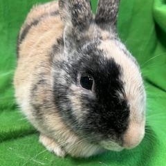 Tigris, a Adoptable mixed breed in Haltom City, TX image 4/4