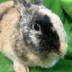 Tigris, a Adoptable mixed breed in Haltom City, TX image 1/4