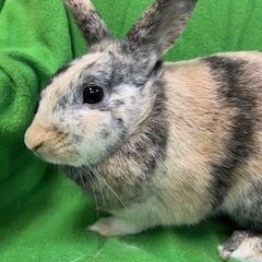 Tigris, a Adoptable mixed breed in Haltom City, TX image 3/4