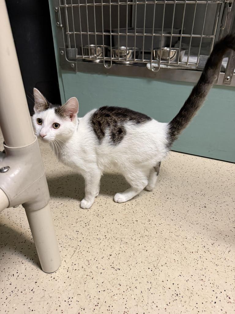 Enlarge Abe, a Adoptable Domestic Short Hair in Amery, WI image 3/4
