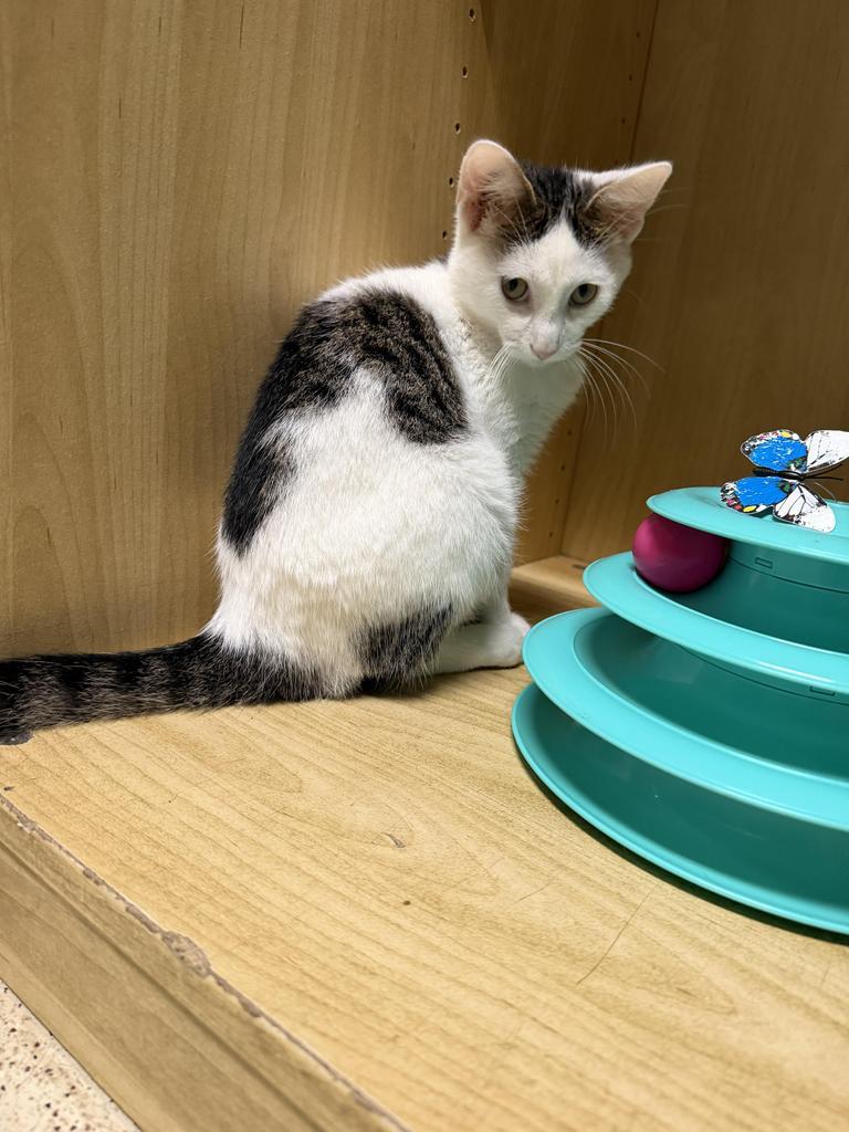 Enlarge Abe, a Adoptable Domestic Short Hair in Amery, WI image 4/4