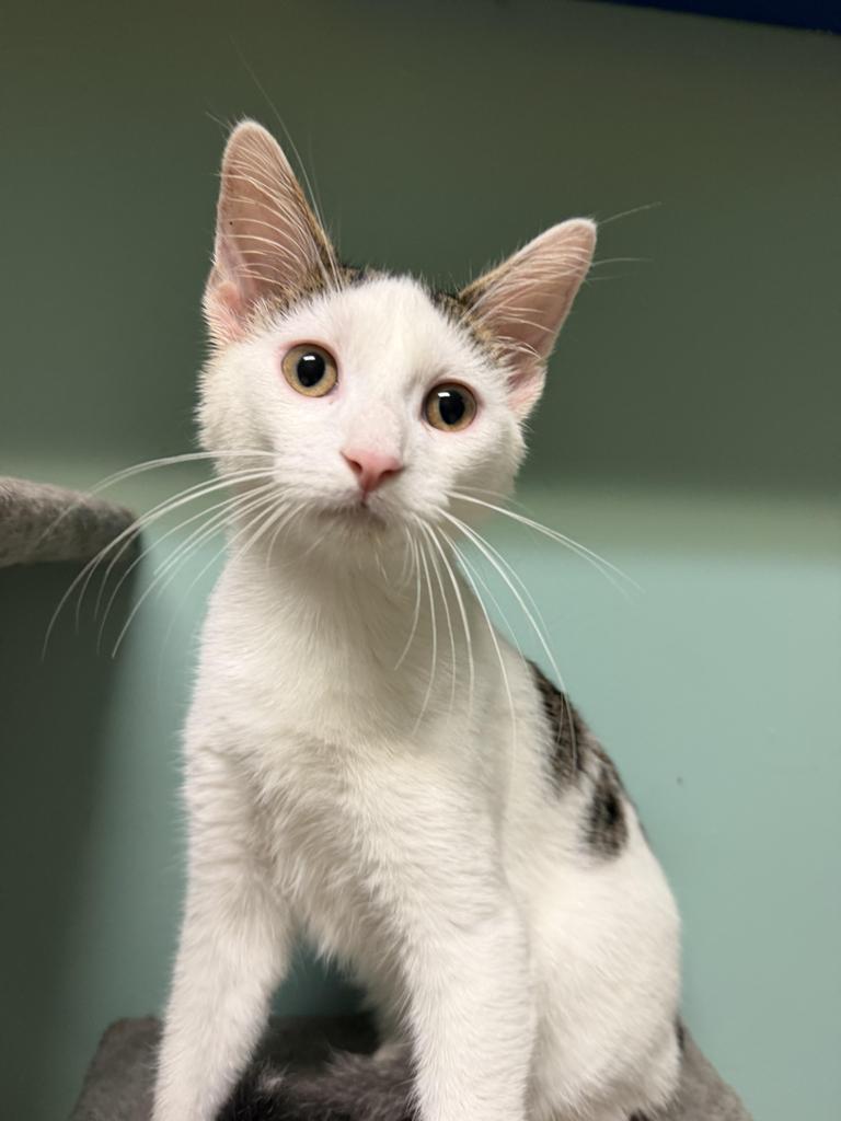 Enlarge Abe, a Adoptable Domestic Short Hair in Amery, WI image 2/4