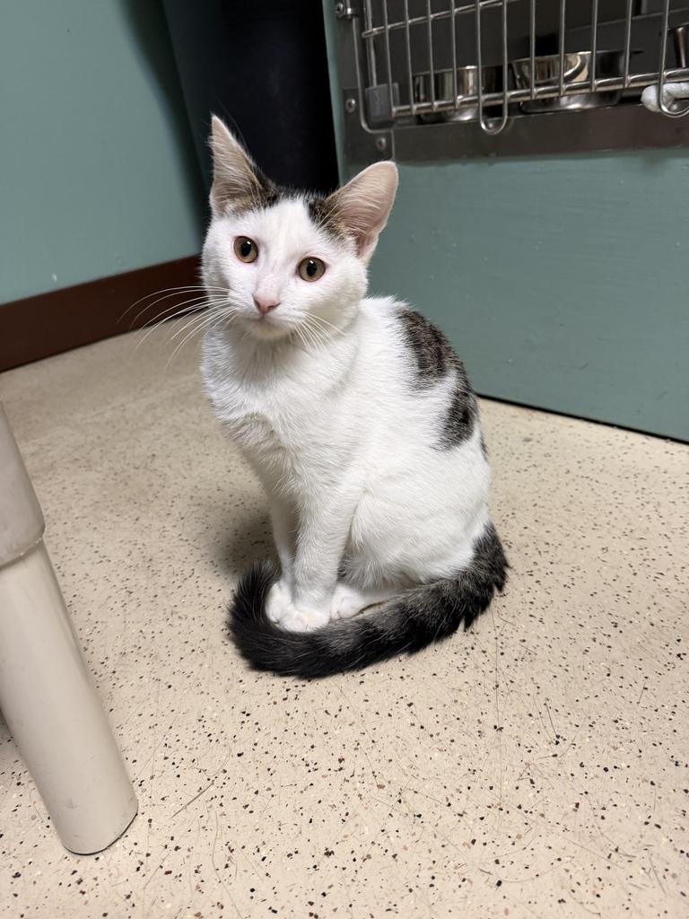 Enlarge Abe, a Adoptable Domestic Short Hair in Amery, WI image 1/4