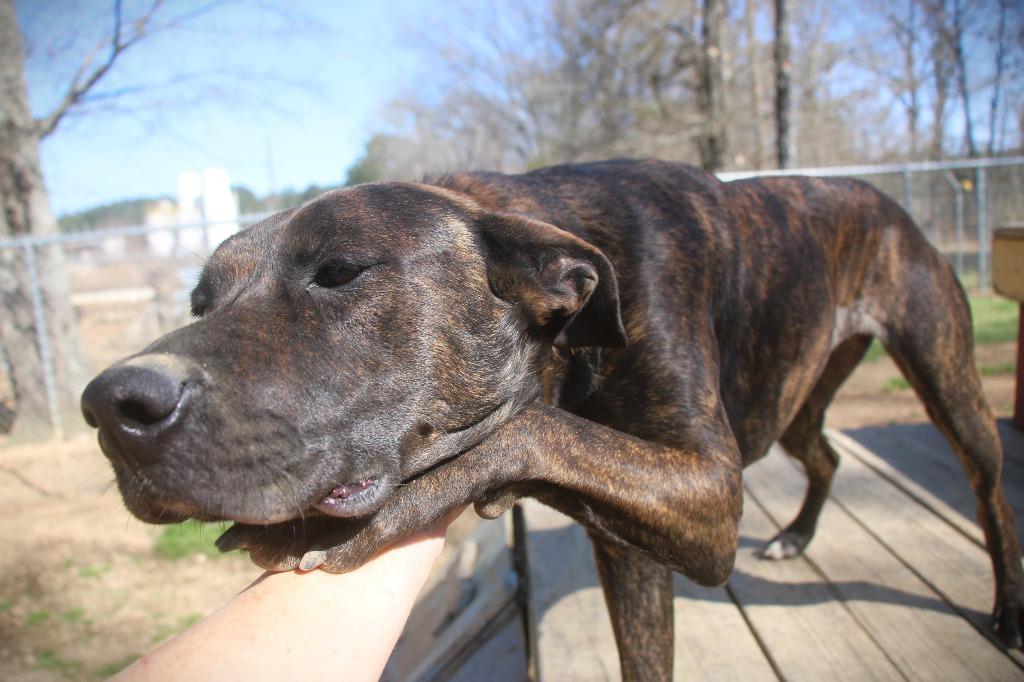 Chocco 26, Adoptable, Young Female Shepherd & Black Mouth Cur.