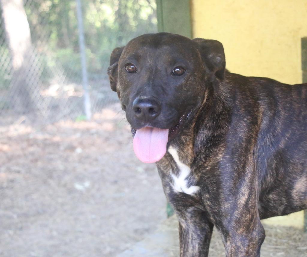 Enlarge Chocco 26, a Adoptable mixed breed in Brookhaven, MS image 2/5
