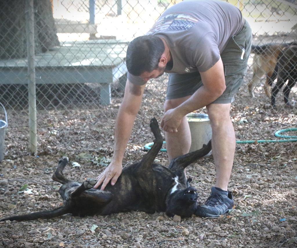 Enlarge Chocco 26, a Adoptable mixed breed in Brookhaven, MS image 3/5