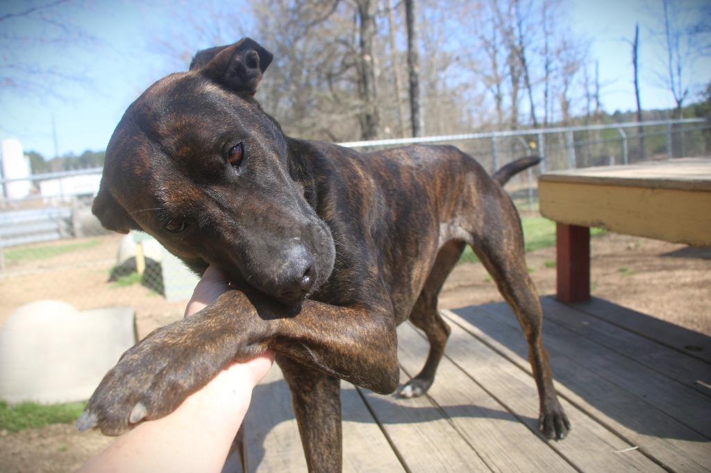 Enlarge Chocco 26, a Adoptable mixed breed in Brookhaven, MS image 3/4