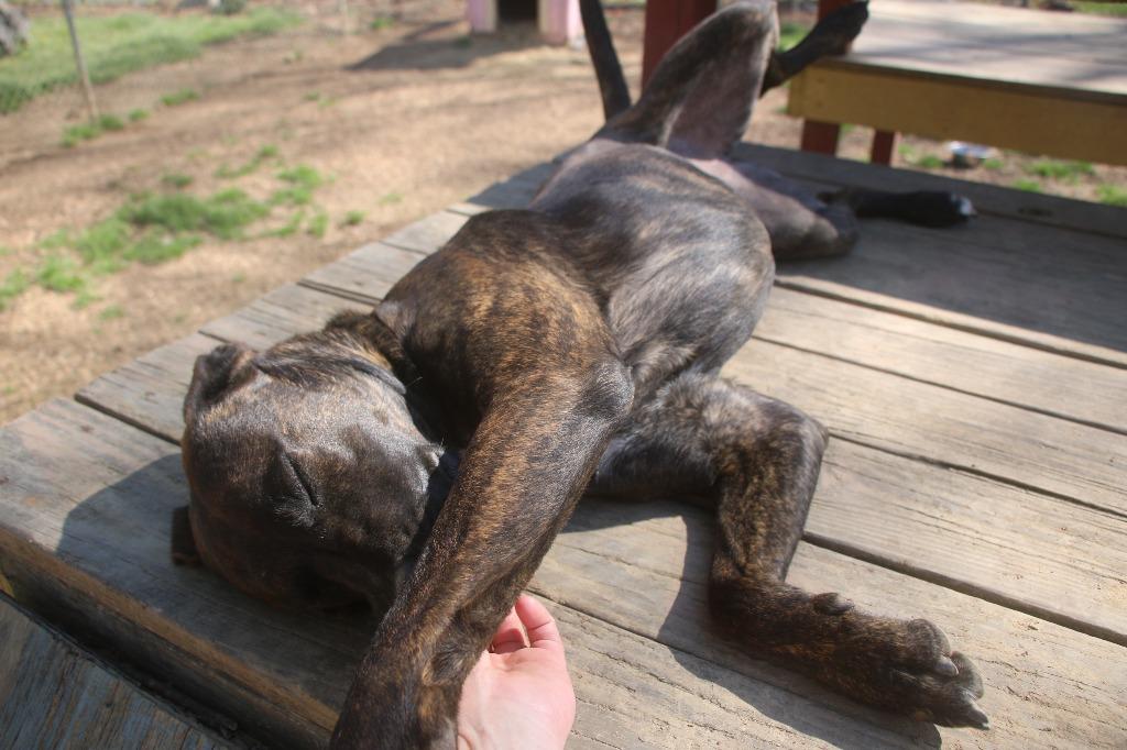 Enlarge Chocco 26, a Adoptable mixed breed in Brookhaven, MS image 4/4