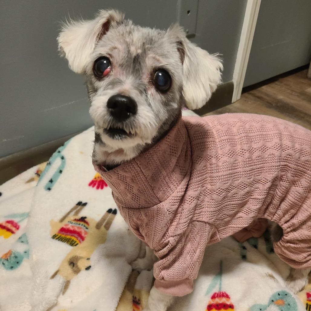 Enlarge Eleanor, a Adoptable mixed breed in Northville, MI image 1/4