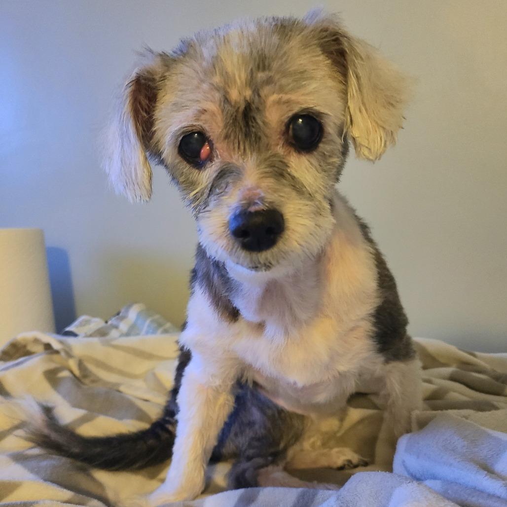 Enlarge Eleanor, a Adoptable mixed breed in Northville, MI image 2/4