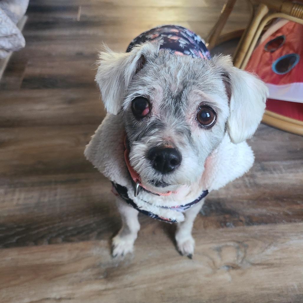 Enlarge Eleanor, a Adoptable mixed breed in Northville, MI image 3/4