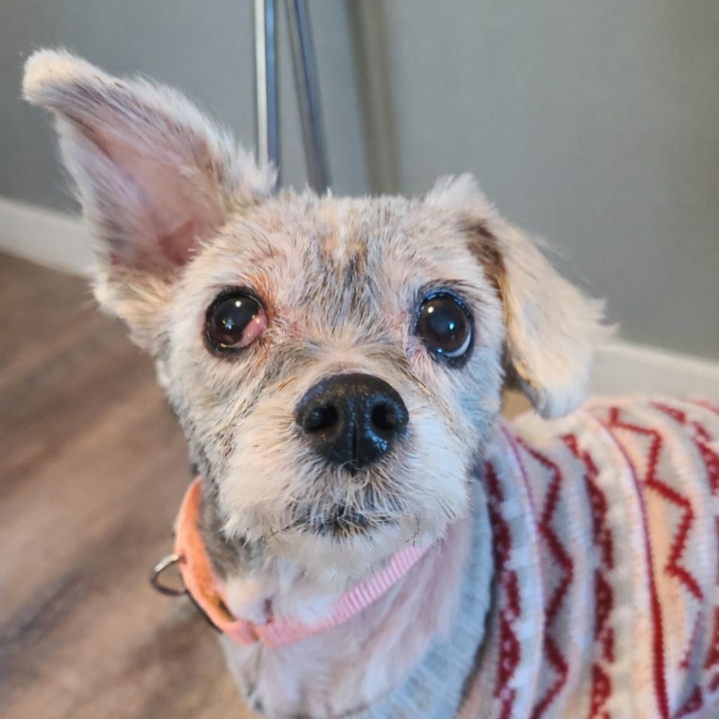 Enlarge Eleanor, a Adoptable mixed breed in Northville, MI image 4/4