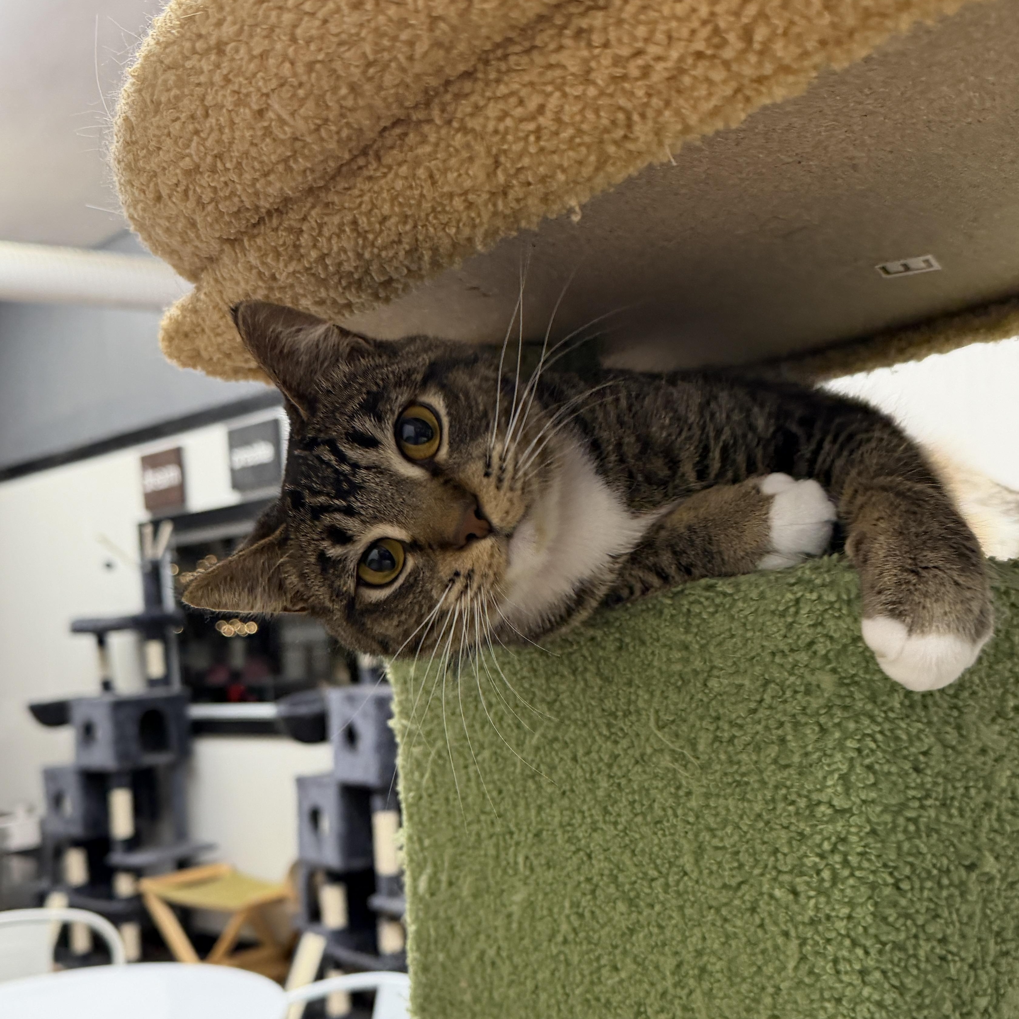 Bluey (ESA), adoptable, Young Female Domestic Short Hair.