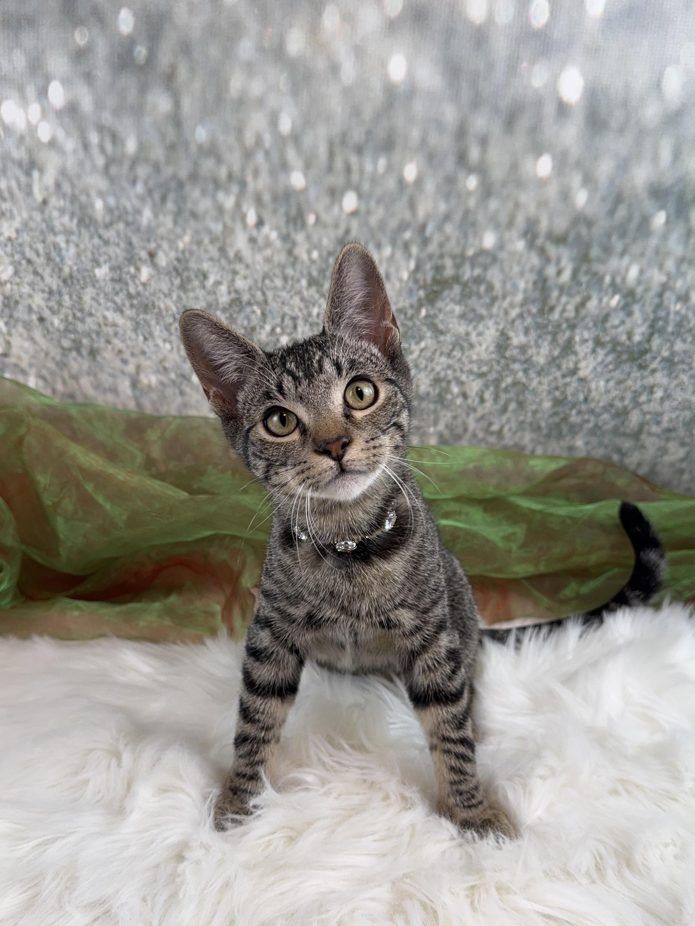 Millie, a Adoptable Tabby in Houston, TX image 1/6