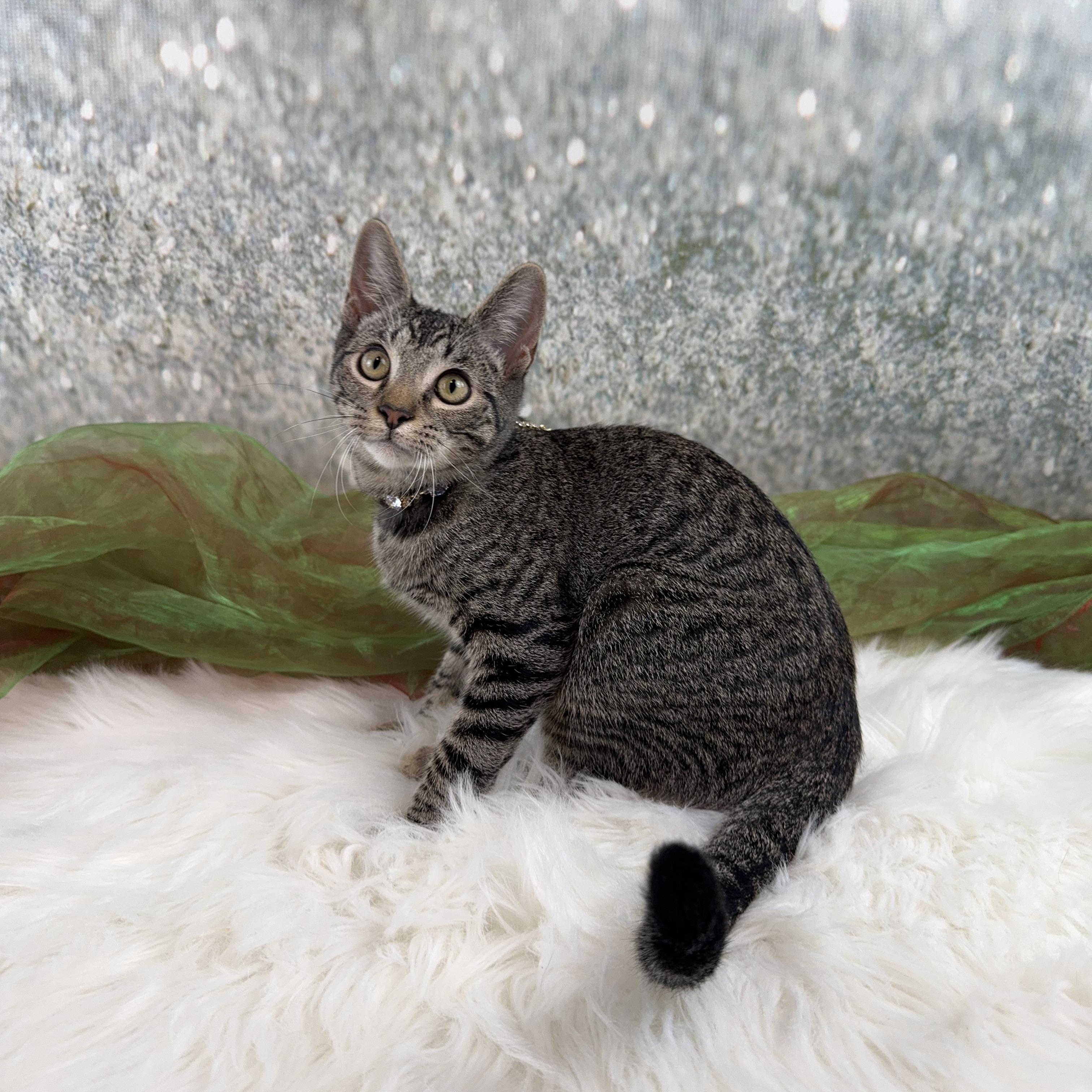 Millie, a Adoptable Tabby in Houston, TX image 4/6