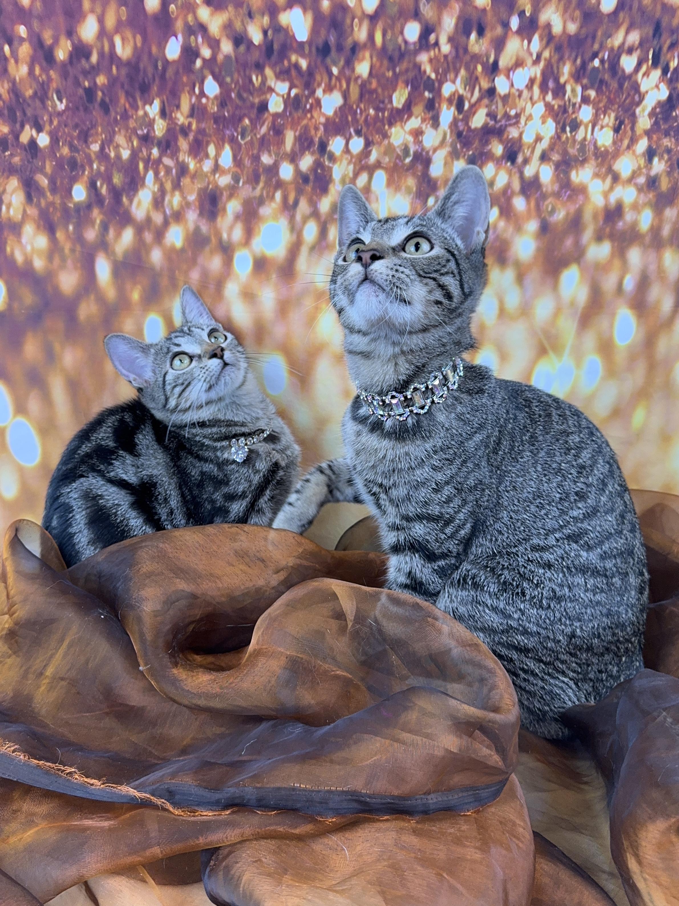 Millie, a Adoptable Tabby in Houston, TX image 5/6