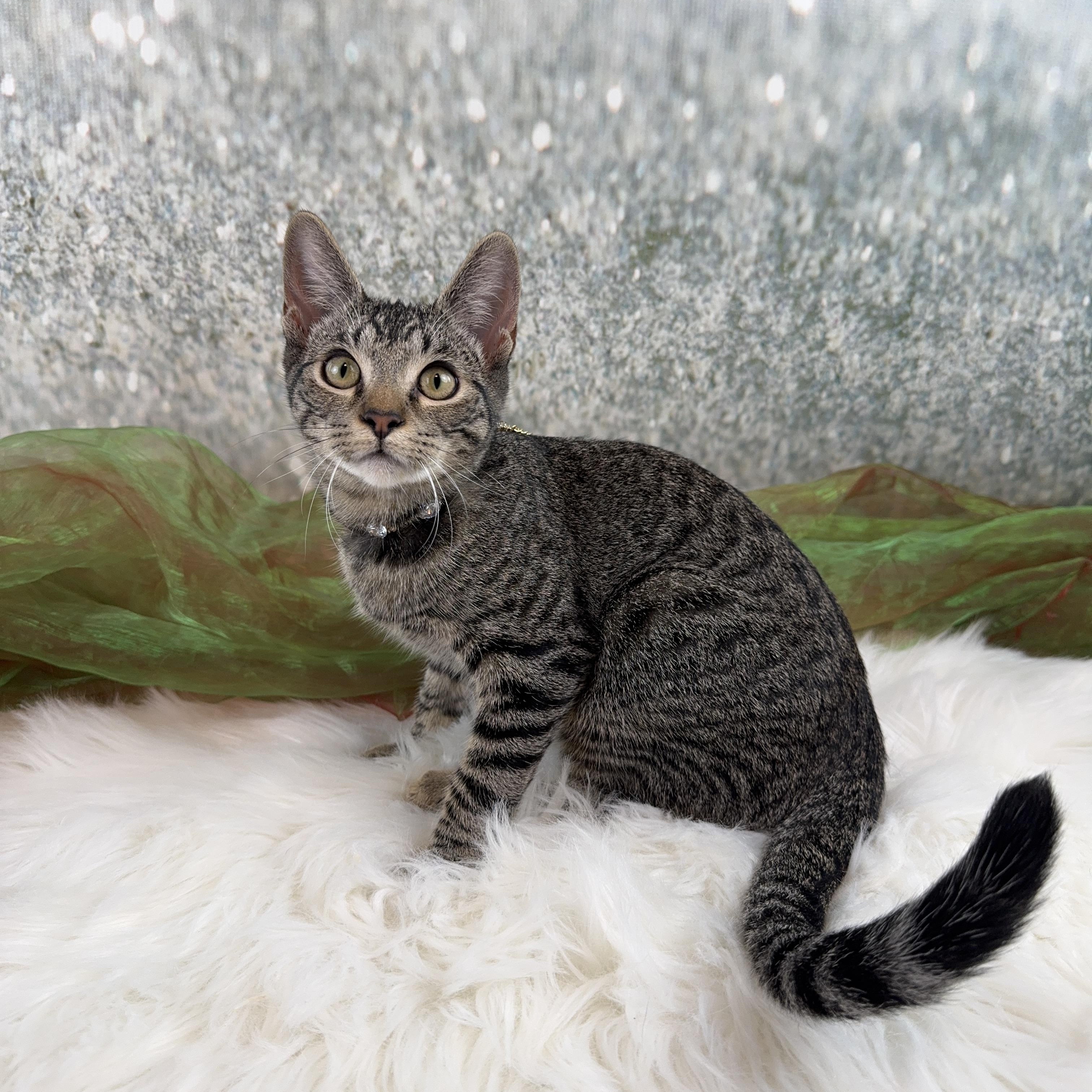 Millie, a Adoptable Tabby in Houston, TX image 2/6