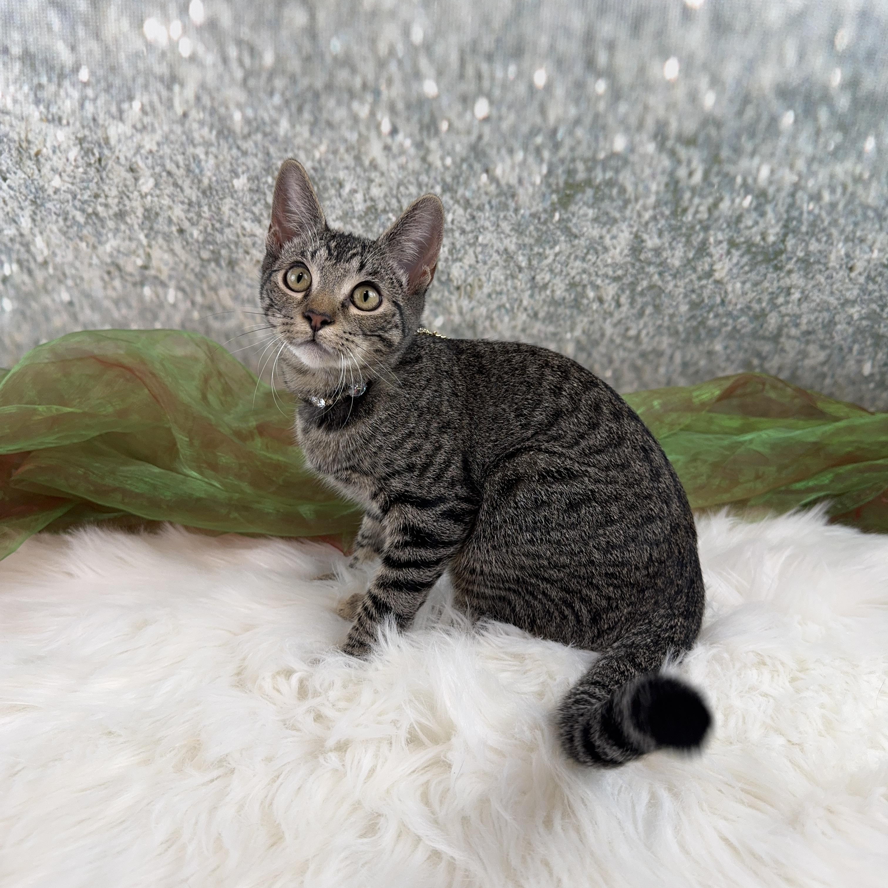 Millie, a Adoptable Tabby in Houston, TX image 6/6