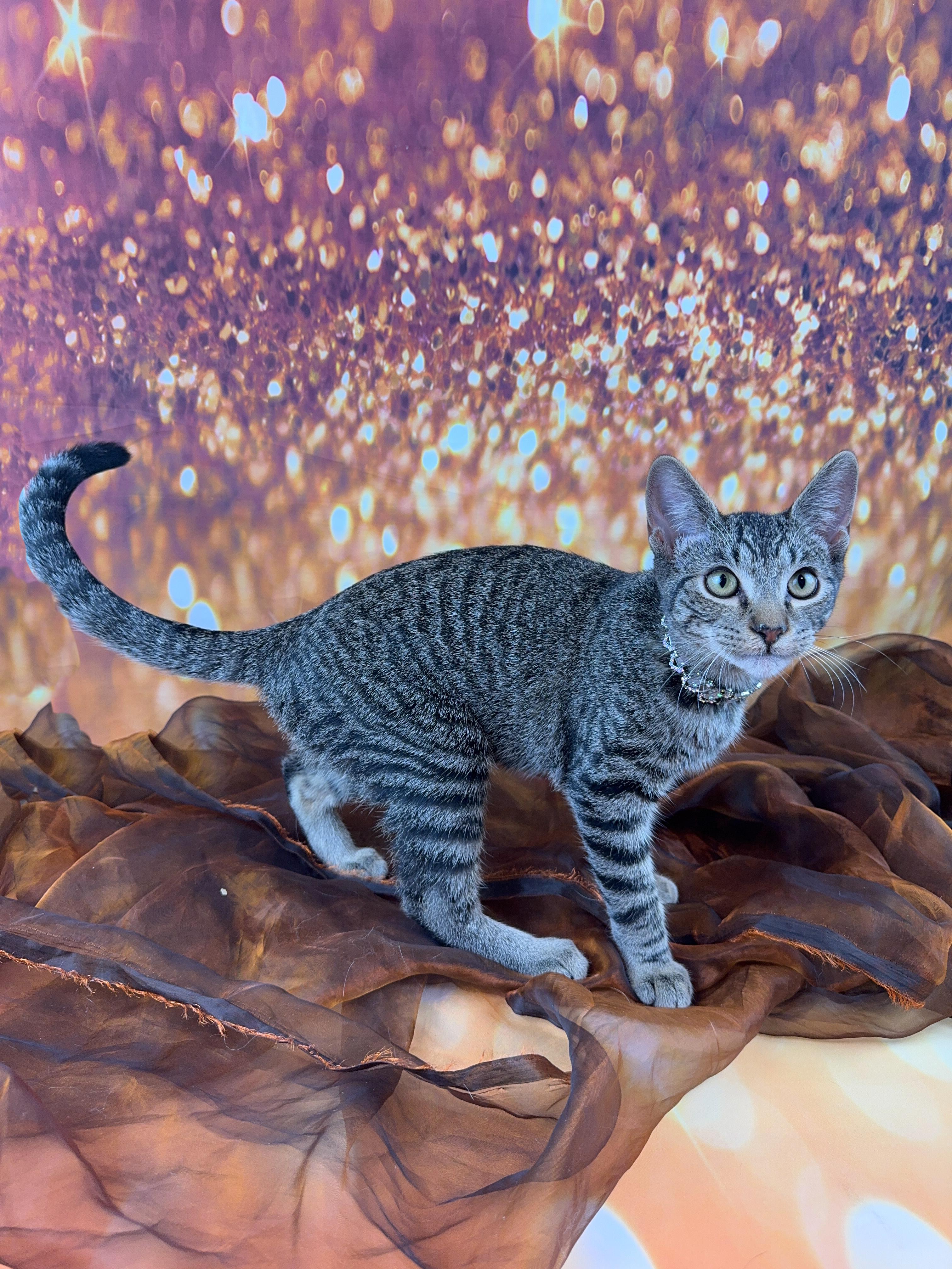 Millie, a Adoptable Tabby in Houston, TX image 3/6