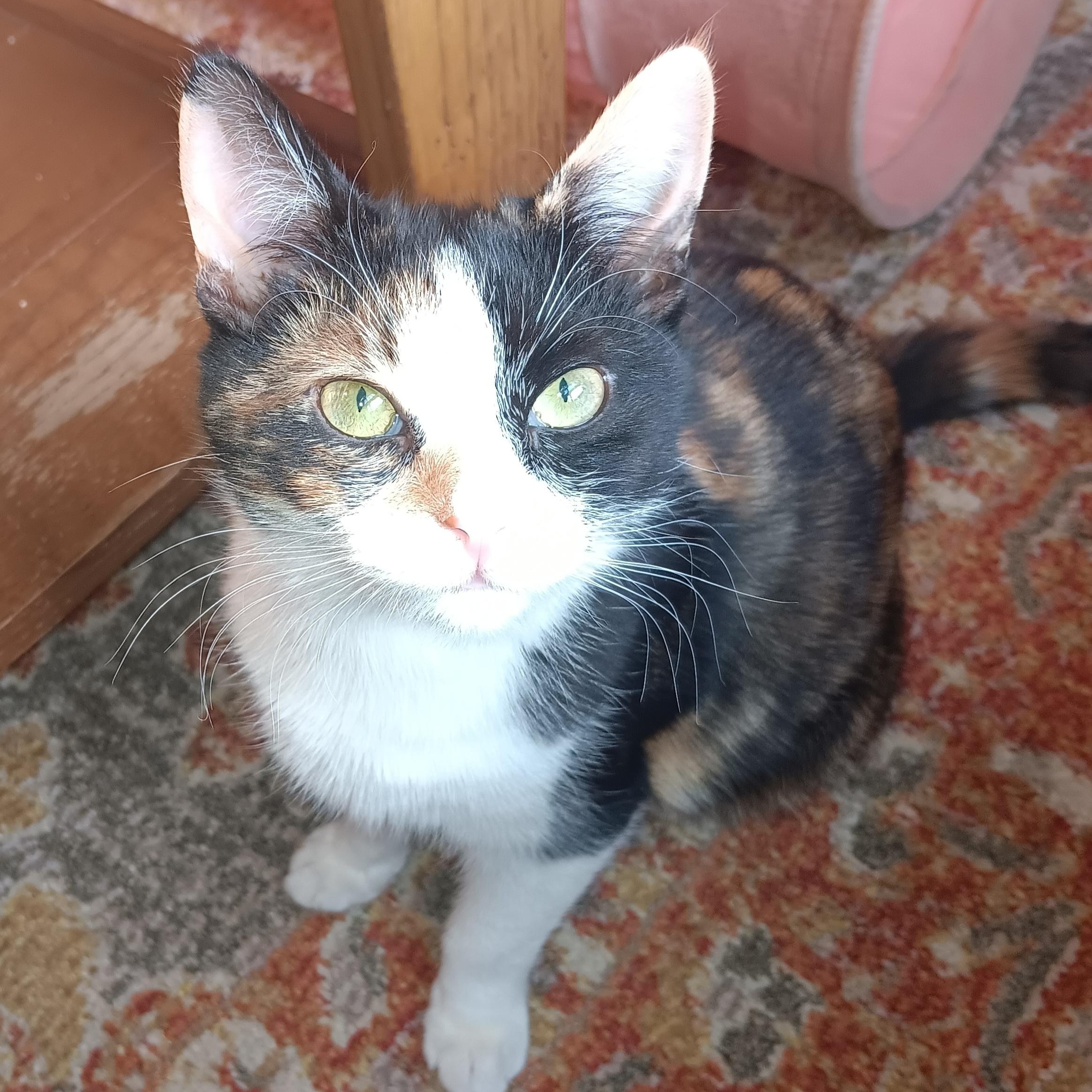 Enlarge Cuke, an adopted mixed breed in Woodbury, NJ image 1/3