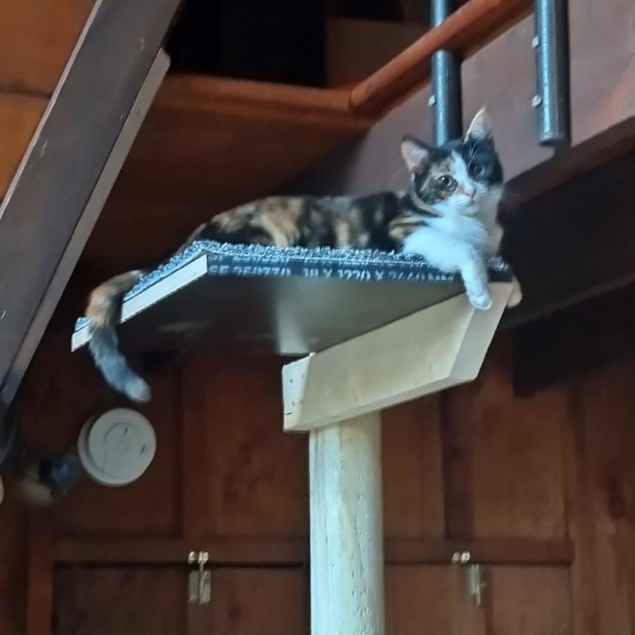 Enlarge Cuke, an adopted mixed breed in Woodbury, NJ image 2/3